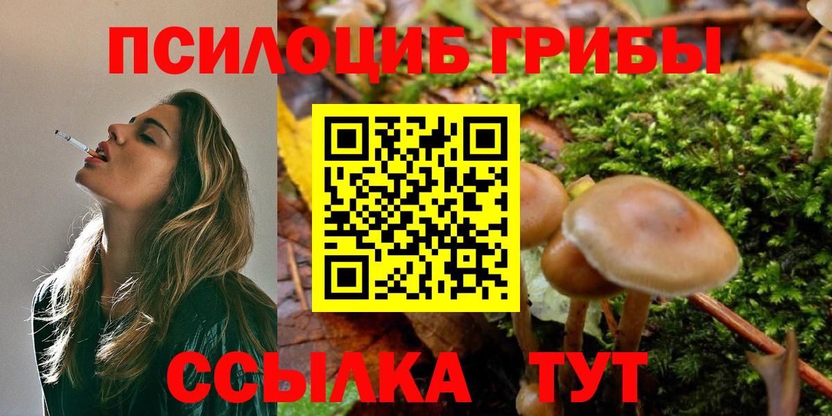 Псилоцибиновые грибы Psilocybe Рубцовск